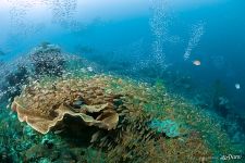 Fishes on a coral reef