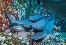 Whitetip reef sharks