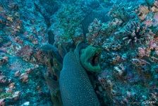 Moray eels