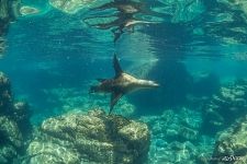 Sea lion. Sea of Cortez, Los Islotes Island