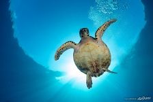 Hawksbill sea turtle