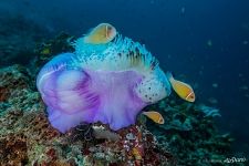 Sea anemone and clown fishes