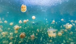 Jellyfish Lake