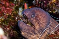 Moray eel