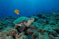 Hawksbill sea turtle