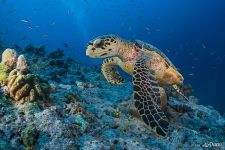 Hawksbill sea turtle