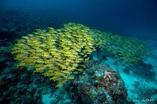 Snappers and starfish