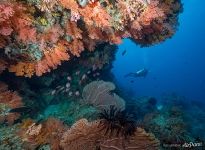 Scuba diving in the Maldives