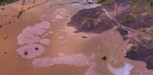 Flamingos on Lake Bogoria, Kenya