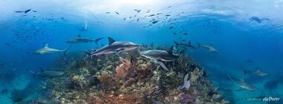 Coral reef of the Gardens of the Queen, Cuba