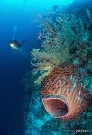 Corals #45