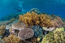 Corals #25