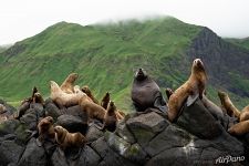 Steller sea lions 2