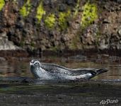 Spotted seals 2