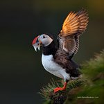 Atlantic puffin, Iceland