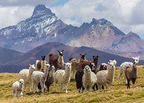 Alpacas, Altiplano, Bolivia #1