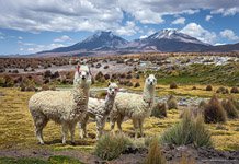 Alpacas, Altiplano, Bolivia #2
