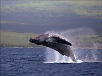 Hawaii, USA #1
