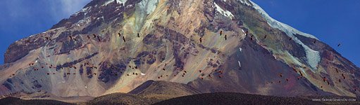Flamingos and Nevado Sajama volcano, Bolivia