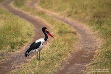 Saddle-billed Stork