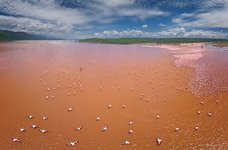 Flamingo, Kenya, Lake Bogoria #39