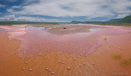 Flamingo, Kenya, Lake Bogoria #24