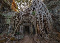 Ta Prohm temple #8