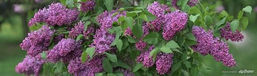 Lilac (24902x7375 px)