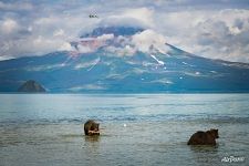 Bears and Ilyinsky Volcano