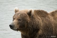 Kamchatka bear