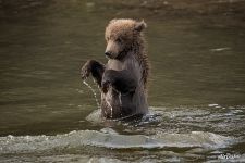 Little bear on its hind legs