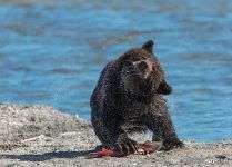 Little bear with a fish