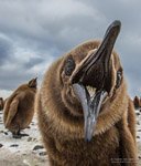 Penguins, South Georgia Island #12